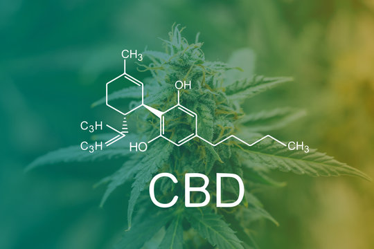 Global CBD Policies: A Trend Towards Liberalization