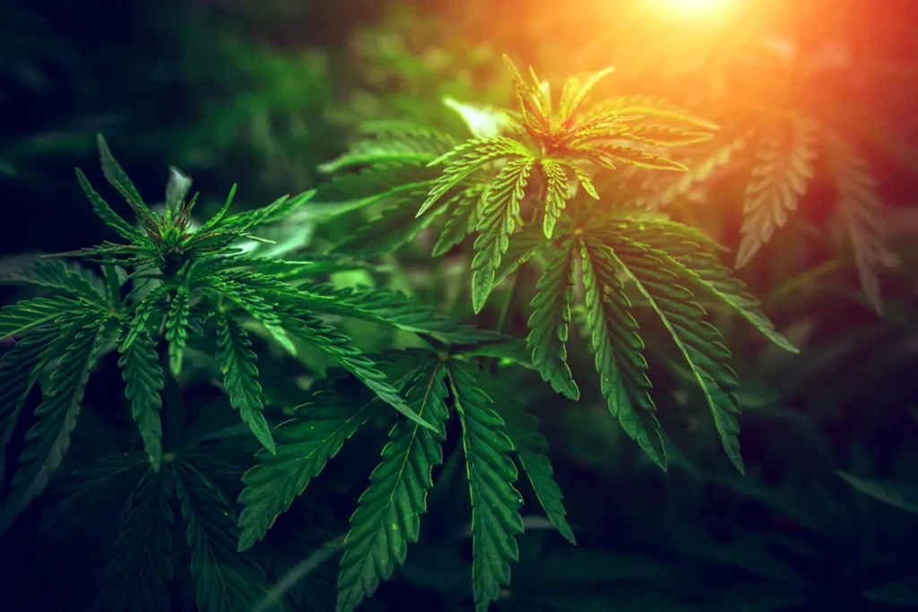 Court Ruling on Delta-8 THC: A Major Victory for the Cannabis Industry and Future Outlook