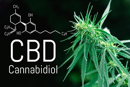 What we need to know about cannabidiol (CBD)