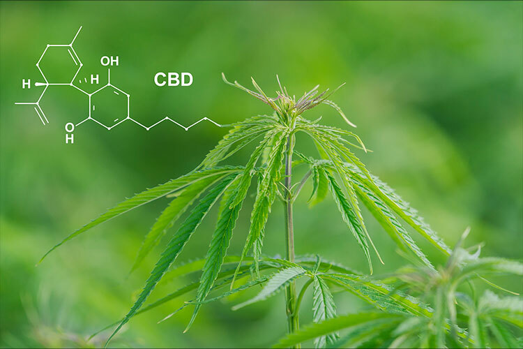 Is hemp-derived CBD a good treatment for cannabis use disorder?