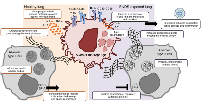 A harmful effect of vaporized e-cigarette products in the alveolar-lining fluid and the lung